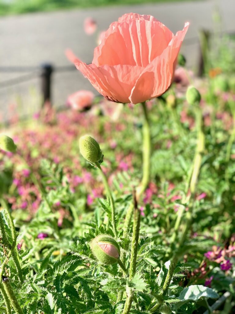 Namiko Sakamoto
けしの花
Mák