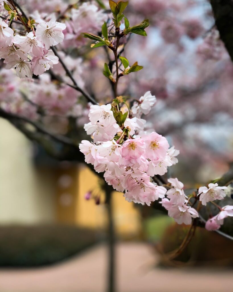 Namiko Sakamoto
sakura
阪本 なみ子
桜